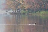 Duck On A River_51797-8